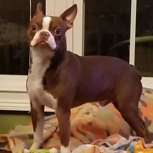 Meet your Posher, Chase